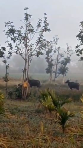 ಕೃಷಿ ಜಮೀನಿಗೆ ನುಗ್ಗಿ ರೈತರಿಗೆ ಶಾಕ್​​ ಕೊಟ್ಟ ಕಾಡು ಕೋಣಗಳು