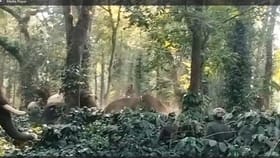 ಕಾವಾಡಿಗನ ಮೇಲೆ ದಾಳಿ ಮಾಡಿದ ಸಾಕಾನೆ 'ಸುಗ್ರೀವ'!