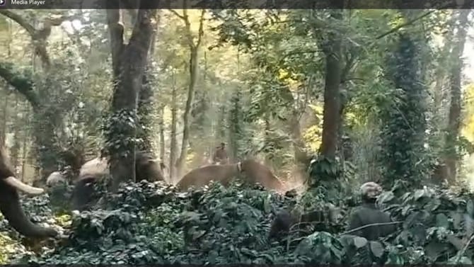 ಕಾವಾಡಿಗನ ಮೇಲೆ ದಾಳಿ ಮಾಡಿದ ಸಾಕಾನೆ 'ಸುಗ್ರೀವ'!