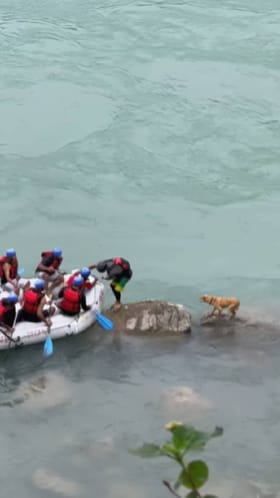 ನಡು ನೀರಿನಲ್ಲಿ ಸಿಲುಕಿದ್ದ ನಾಯಿಯ ರಕ್ಷಣೆಗೈದ ಯುವಕರ ತಂಡ