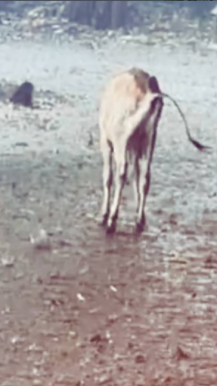 ಧಾರಾಕಾರ ಮಳೆಯಿಂದ ಪುಟ್ಟ ಕರುವನ್ನು ರಕ್ಷಿಸಿದ ಯುವತಿ