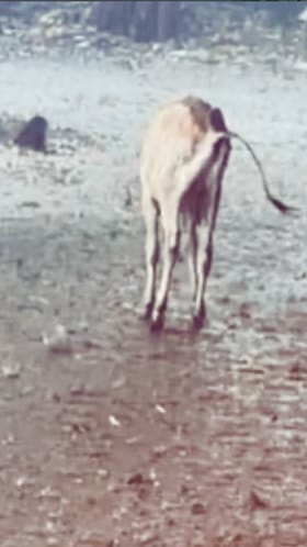 ಧಾರಾಕಾರ ಮಳೆಯಿಂದ ಪುಟ್ಟ ಕರುವನ್ನು ರಕ್ಷಿಸಿದ ಯುವತಿ