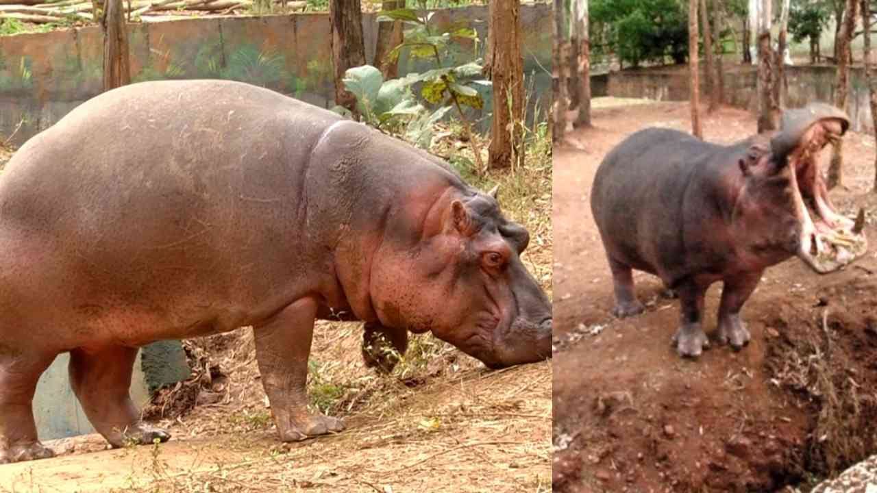 ಶಿವಮೊಗ್ಗದಲ್ಲಿ ವೈದ್ಯೆ ಸಮೀಕ್ಷಾ ರೆಡ್ಡಿಯನ್ನು ಬಲಿ ಪಡೆದಿದ್ದ ನೀರಾನೆ ಹಂಸಿನಿಯೂ ಸಾವು ಶಿವಮೊಗ್ಗದಲ್ಲಿ ವೈದ್ಯೆ ಸಮೀಕ್ಷಾ ರೆಡ್ಡಿಯನ್ನು ಬಲಿ ಪಡೆದಿದ್ದ ನೀರಾನೆ ಹಂಸಿನಿಯೂ ಸಾವು