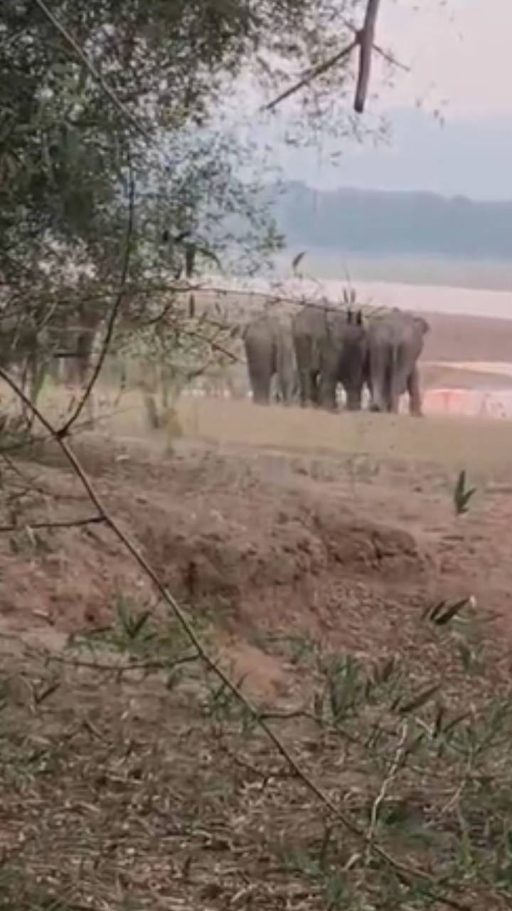 ಭದ್ರಾ ಹಿನ್ನೀರಿನಲ್ಲಿ 10 ಕಾಡಾನೆಗಳು ಪ್ರತ್ಯಕ್ಷ