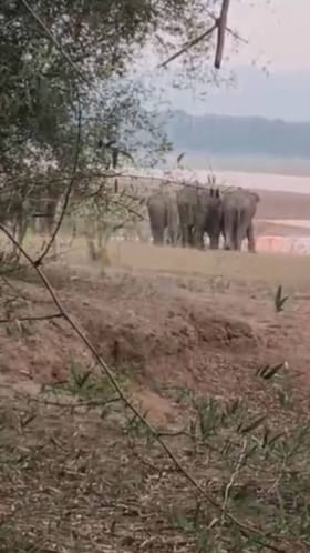 ಭದ್ರಾ ಹಿನ್ನೀರಿನಲ್ಲಿ 10 ಕಾಡಾನೆಗಳು ಪ್ರತ್ಯಕ್ಷ