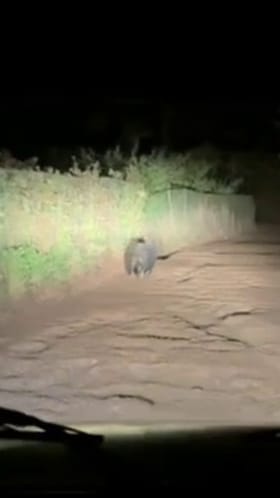 ಕೆಮ್ಮಣ್ಣುಗುಂಡಿ ರಸ್ತೆಯಲ್ಲಿ ಈ ಕರಡಿಯದ್ದೇ ಹವಾ! ವಿಡಿಯೋ ನೋಡಿ