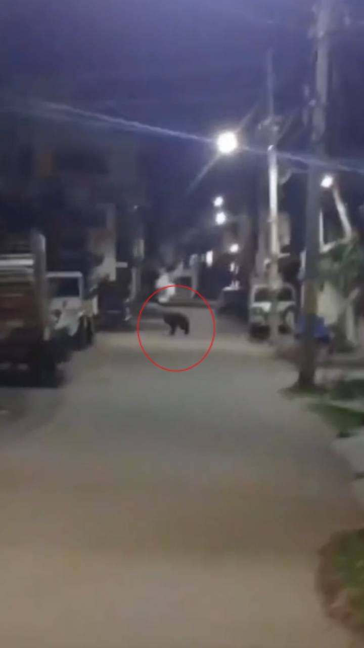 ರಾತ್ರಿಹೊತ್ತಲ್ಲಿ ಚಿಕ್ಕಮಗಳೂರಿನ ಬೀದಿಯಲ್ಲಿ ಮರಿಕರಡಿ ಓಡಾಟ