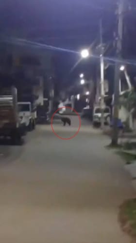 ರಾತ್ರಿಹೊತ್ತಲ್ಲಿ ಚಿಕ್ಕಮಗಳೂರಿನ ಬೀದಿಯಲ್ಲಿ ಮರಿಕರಡಿ ಓಡಾಟ