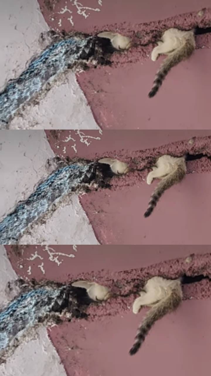 ಅಪಾಯದಲ್ಲಿದ್ದ ಬೆಕ್ಕಿನ ಮರಿಯ ರಕ್ಷಣೆ; ವಿಡಿಯೋ ವೈರಲ್​​