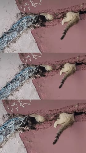 ಅಪಾಯದಲ್ಲಿದ್ದ ಬೆಕ್ಕಿನ ಮರಿಯ ರಕ್ಷಣೆ; ವಿಡಿಯೋ ವೈರಲ್​​