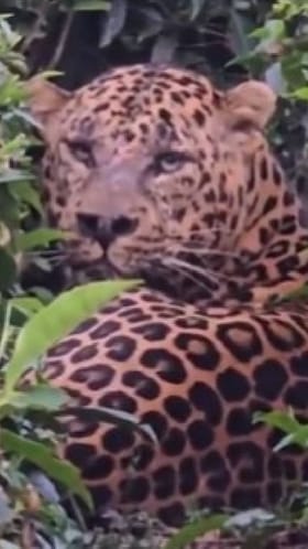 ಊಟಿಯ ಟೀ ಎಸ್ಟೇಟ್​​ನಲ್ಲಿ ಅಡಗಿ ಕುಳಿತಿತ್ತು ಚಿರತೆ