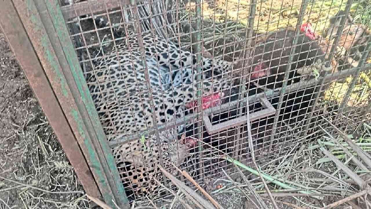 ಬೋನು ಇಟ್ಟಿದ್ದು ಹುಲಿಗೆ, ಬಂದು ಬಿದ್ದಿದ್ದು ಚಿರತೆ: ಮುಂದೇನಾಯ್ತು?