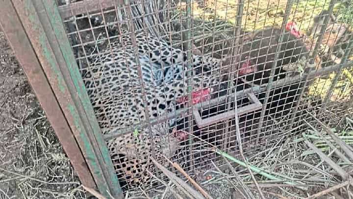 ಬೋನು ಇಟ್ಟಿದ್ದು ಹುಲಿಗೆ, ಬಂದು ಬಿದ್ದಿದ್ದು ಚಿರತೆ: ಮುಂದೇನಾಯ್ತು? ಬೋನು ಇಟ್ಟಿದ್ದು ಹುಲಿಗೆ, ಬಂದು ಬಿದ್ದಿದ್ದು ಚಿರತೆ: ಮುಂದೇನಾಯ್ತು?