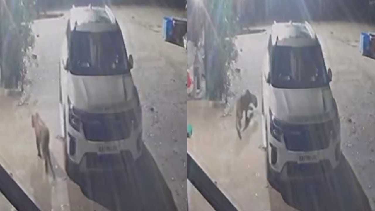 ಮಲಗಿದ್ದ ನಾಯಿ ಮೇಲೆ ದಾಳಿ ಮಾಡಿದ ಚಿರತೆ! ಸಿಸಿ ಕ್ಯಾಮೆರಾದಲ್ಲಿ ದೃಶ್ಯ ಸೆರೆ