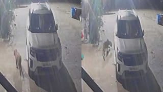 ಮಲಗಿದ್ದ ನಾಯಿ ಮೇಲೆ ದಾಳಿ ಮಾಡಿದ ಚಿರತೆ! ಸಿಸಿ ಕ್ಯಾಮೆರಾದಲ್ಲಿ ದೃಶ್ಯ ಸೆರೆ