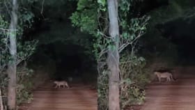 ಗೋಕರ್ಣದ ಕುಡ್ಲೆ ಬೀಚ್ ರಸ್ತೆಯಲ್ಲಿ ಚಿರತೆ ಪ್ರತ್ಯಕ್ಷ!