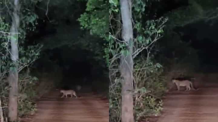 ಪ್ರವಾಸಿಗರೇ ಎಚ್ಚರ! ಗೋಕರ್ಣದ ಕುಡ್ಲೆ ಬೀಚ್ ರಸ್ತೆಯಲ್ಲಿ ಚಿರತೆ ಪ್ರತ್ಯಕ್ಷ ಪ್ರವಾಸಿಗರೇ ಎಚ್ಚರ! ಗೋಕರ್ಣದ ಕುಡ್ಲೆ ಬೀಚ್ ರಸ್ತೆಯಲ್ಲಿ ಚಿರತೆ ಪ್ರತ್ಯಕ್ಷ