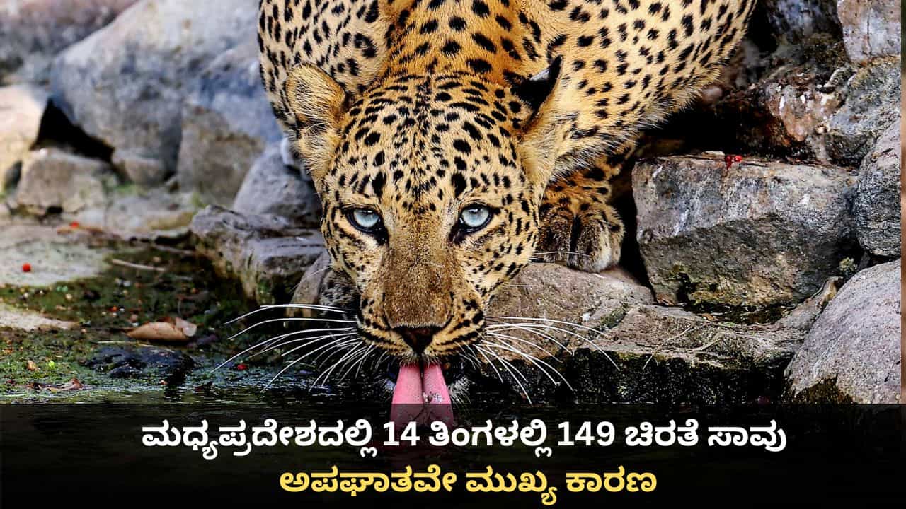 ಕಾಡುಪ್ರಾಣಿಗಳ ಜೀವ ತೆಗೆಯುತ್ತಿವೆ ವಾಹನಗಳು; ಮಧ್ಯಪ್ರದೇಶದಲ್ಲಿ 14 ತಿಂಗಳಲ್ಲಿ 149 ಚಿರತೆಗಳು ಸಾವು