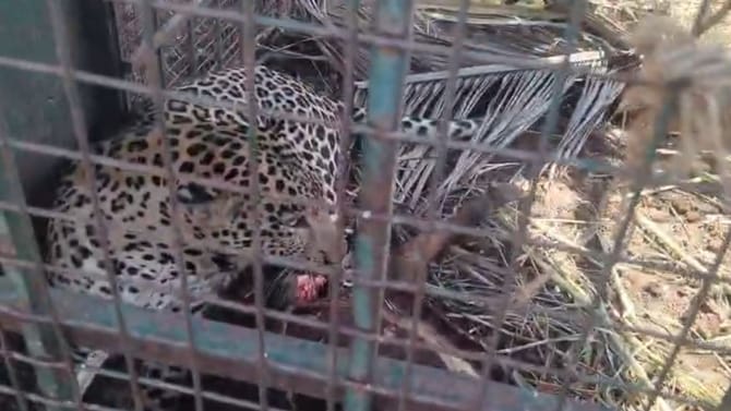 ಹುಲಿಗೆ ಇಟ್ಟಿದ್ದ ಬೋನಿಗೆ ಬಿದ್ದ 4 ವರ್ಷದ ಚಿರತೆ