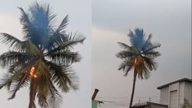 ನೆಲಮಂಗಲ: ಸಿಡಿಲು ಬಡಿದು ಹೊತ್ತಿ ಉರಿದ ತೆಂಗಿನ ಮರ