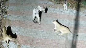 ಎರಡು ಸಿಂಹಗಳನ್ನು ಧೈರ್ಯವಾಗಿ ಎದುರಿಸಿದ ಬಸವ