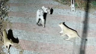 ರಾಷ್ಟ್ರಪತಿಗಳ ಗಮನಸೆಳೆದ ಬೆಂಗಳೂರು ಕರಗ: ಅಧ್ಯಕ್ಷರನ್ನ ಕರೆಯಿಸಿ ದ್ರೌಪದಿ ಮುರ್ಮು ಹೇಳಿದ್ದೇನು ಗೊತ್ತಾ?