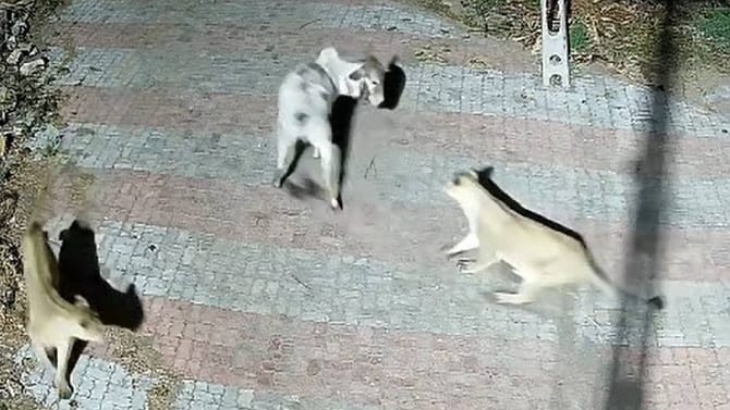 ಎರಡು ಸಿಂಹಗಳನ್ನು ಧೈರ್ಯವಾಗಿ ಎದುರಿಸಿದ ಬಸವ