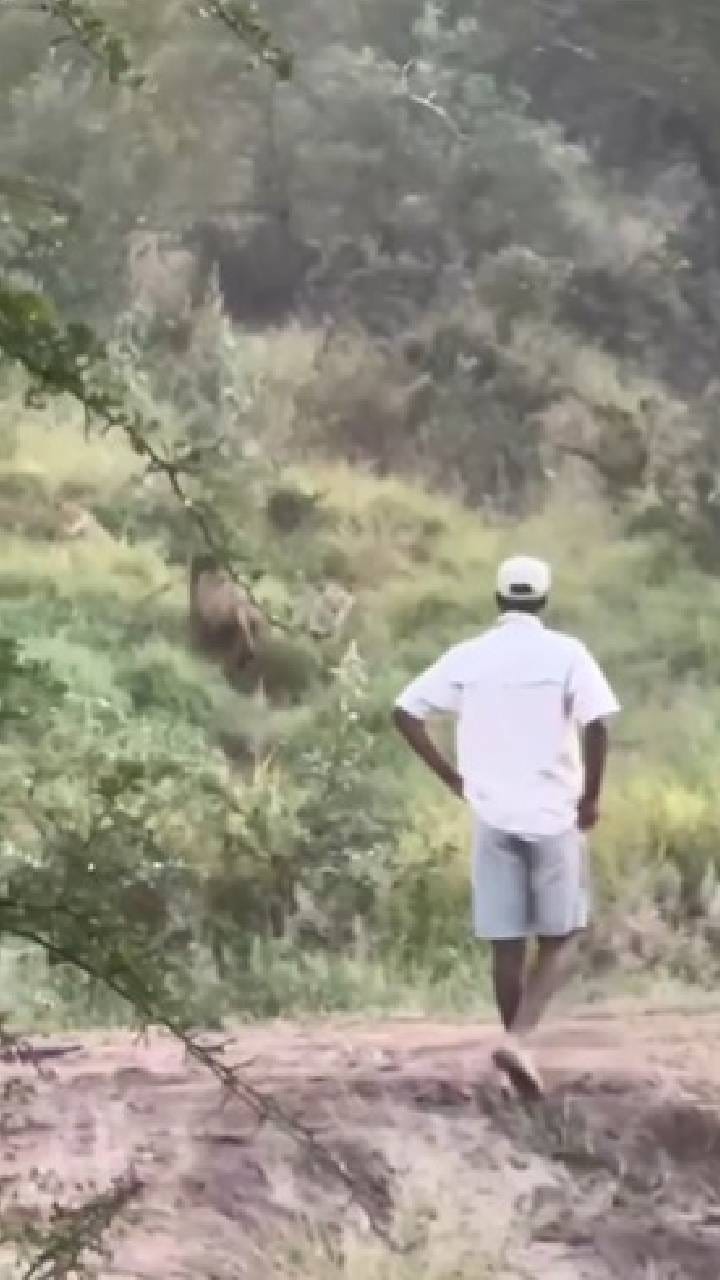 ಯಮನಂತೆ ಎದುರಾದ ಮೃಗರಾಜ: ಪ್ರಾಣ ಕೈಯಲ್ಲಿ ಹಿಡಿದು ನಿಂತ ಪ್ರವಾಸಿಗ