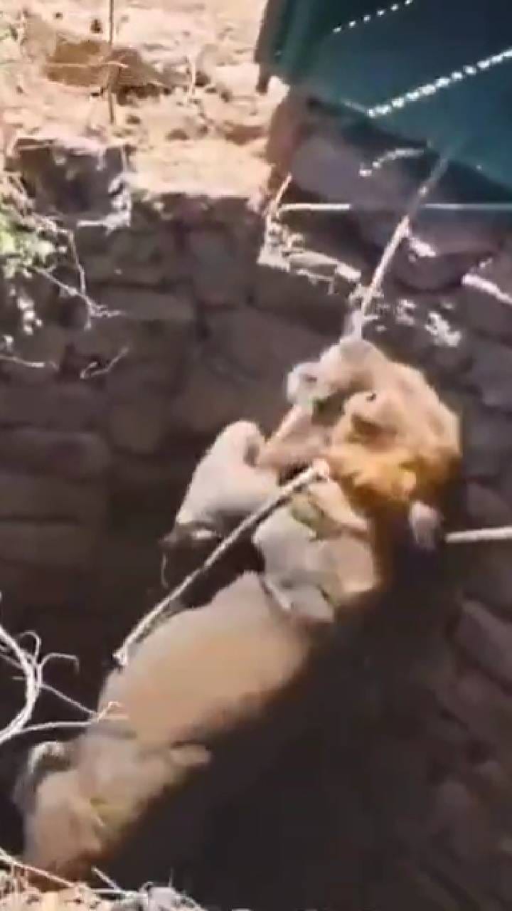 50 ಅಡಿ ಆಳದ ಬಾವಿಯೊಳಗೆ ಬಿದ್ದಿದ್ದ ಸಿಂಹದ ರಕ್ಷಣೆ