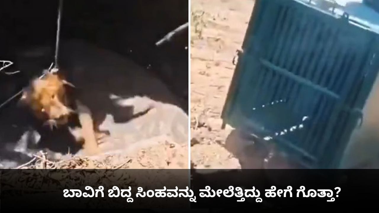 ಬಾವಿಗೆ ಬಿದ್ದ ಸಿಂಹವನ್ನು ಮೇಲೆತ್ತಿದ್ದು ಹೇಗೆ ಗೊತ್ತಾ?