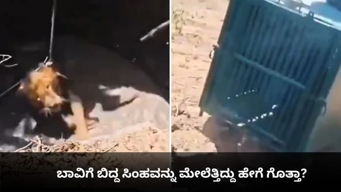 ಬಾವಿಗೆ ಬಿದ್ದ ಸಿಂಹವನ್ನು ಮೇಲೆತ್ತಿದ್ದು ಹೇಗೆ ಗೊತ್ತಾ?