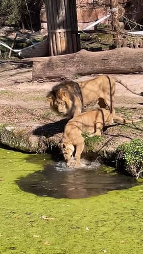 ಈಜಾಡಲಾಗದೇ ಒದಾಡುತ್ತಿದ್ದ ಮರಿಯನ್ನು ರಕ್ಷಿಸಿದ ಸಿಂಹಿಣಿ