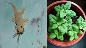 ಹಲ್ಲಿಗಳ ಕಾಟದಿಂದ ಮುಕ್ತಿ ಪಡೆಯಲು ಸುಲಭ ಉಪಾಯ