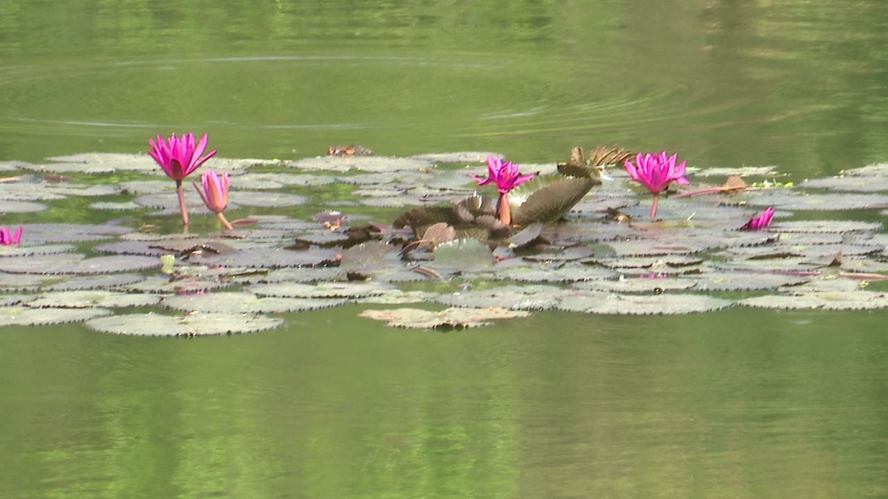Lotus In Lower Ambalipura Lake