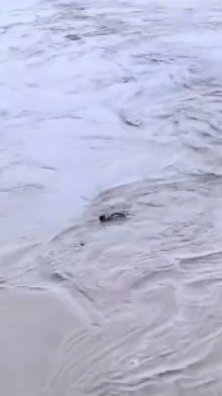 500 ರೂಪಾಯಿ ಬೆಟ್, ಯಮುನಾ ನದಿಗೆ ಹಾರಿದ ಯುವಕ ನಾಪತ್ತೆ