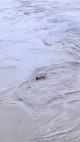 500 ರೂಪಾಯಿ ಬೆಟ್, ಯಮುನಾ ನದಿಗೆ ಹಾರಿದ ಯುವಕ ನಾಪತ್ತೆ