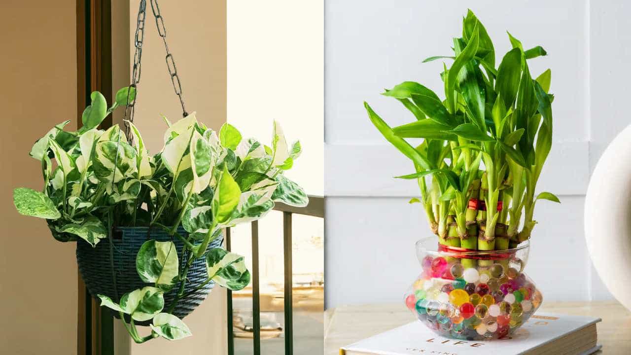 Money Plant Vastu Tips: ಮನೆಯ ಈ ದಿಕ್ಕಿನಲ್ಲಿ ತಪ್ಪಿಯೂ ಮನಿ ಪ್ಲಾಂಟ್ ಇಡಬೇಡಿ Money Plant Vastu Tips: ಮನೆಯ ಈ ದಿಕ್ಕಿನಲ್ಲಿ ತಪ್ಪಿಯೂ ಮನಿ ಪ್ಲಾಂಟ್ ಇಡಬೇಡಿ