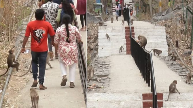 ಅನ್ನ, ನೀರು ಸಿಗದೇ ವಾನರ ಸೇನೆ ಪರದಾಟ: 15ಕ್ಕೂ ಹೆಚ್ಚು ಜನ್ರರಿಗೆ ಗಾಯ