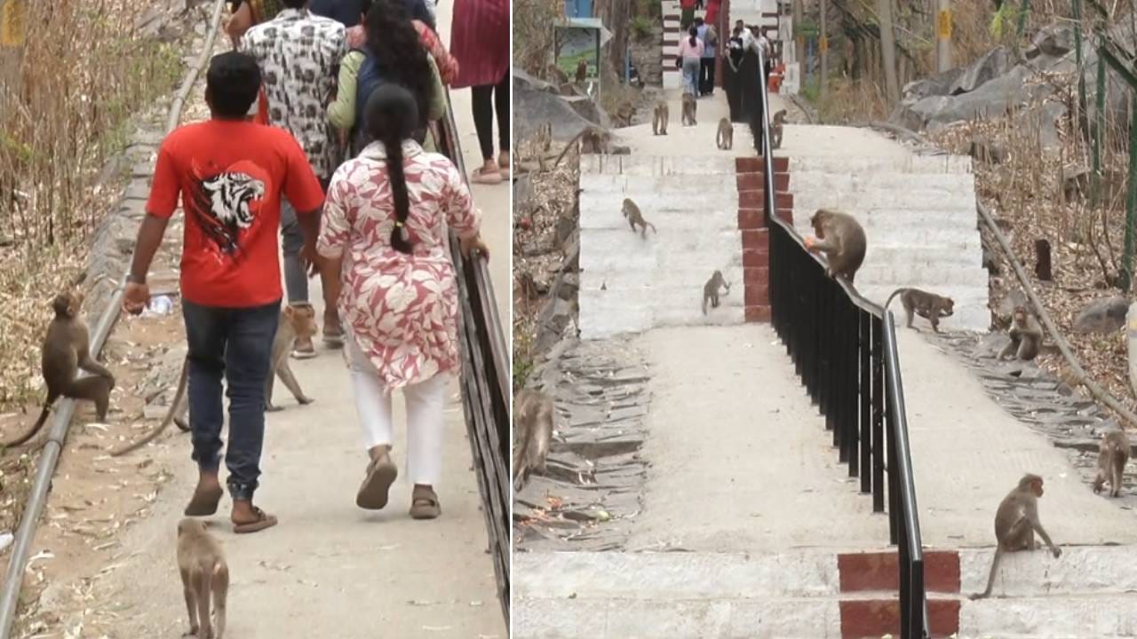 ಅನ್ನ, ನೀರು ಸಿಗದೇ ವಾನರ ಸೇನೆ ಪರದಾಟ: ಕಂಡಕಂಡವರ ಮೇಲೆ ದಾಳಿ; 15ಕ್ಕೂ ಹೆಚ್ಚು ಜನ್ರರಿಗೆ ಗಾಯ ಅನ್ನ, ನೀರು ಸಿಗದೇ ವಾನರ ಸೇನೆ ಪರದಾಟ: ಕಂಡಕಂಡವರ ಮೇಲೆ ದಾಳಿ; 15ಕ್ಕೂ ಹೆಚ್ಚು ಜನ್ರರಿಗೆ ಗಾಯ