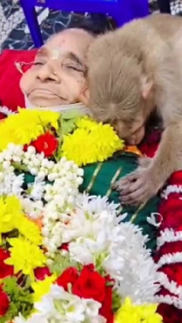 ಪ್ರತಿದಿನ ಆಹಾರ ನೀಡುತ್ತಿದ್ದ ವೃದ್ಧೆಯ ಶವ ತಬ್ಬಿ ರೋಧಿಸಿದ ಕೋತಿ!