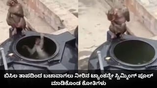 ಬಿಸಿಲ ತಾಪದಿಂದ ಬಚಾವಾಗಲು ನೀರಿನ ಟ್ಯಾಂಕನ್ನೇ ಸ್ವಿಮ್ಮಿಂಗ್ ಪೂಲ್ ಮಾಡಿಕೊಂಡ ಕೋತಿಗಳು