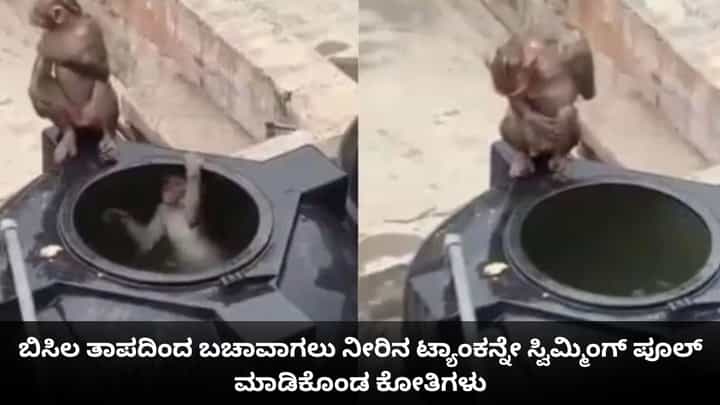 ಬಿಸಿಲ ತಾಪದಿಂದ ಬಚಾವಾಗಲು ನೀರಿನ ಟ್ಯಾಂಕನ್ನೇ ಸ್ವಿಮ್ಮಿಂಗ್ ಪೂಲ್ ಮಾಡಿಕೊಂಡ ಕೋತಿಗಳು ಬಿಸಿಲ ತಾಪದಿಂದ ಬಚಾವಾಗಲು ನೀರಿನ ಟ್ಯಾಂಕನ್ನೇ ಸ್ವಿಮ್ಮಿಂಗ್ ಪೂಲ್ ಮಾಡಿಕೊಂಡ ಕೋತಿಗಳು
