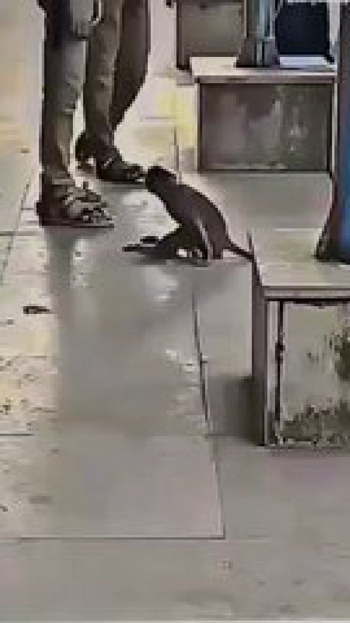 ಬಾಯಾರಿದ್ದ ಕೋತಿಗೂ ಅಮ್ಮನಾದ ಮಹಿಳೆ