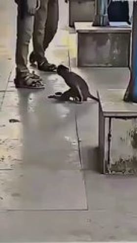 ಬಾಯಾರಿದ್ದ ಕೋತಿಗೂ ಅಮ್ಮನಾದ ಮಹಿಳೆ