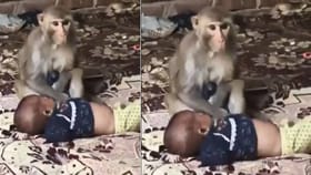 3 ತಿಂಗಳ ಕಂದನನ್ನ ತನ್ನದೇ ಮಗು ಎಂಬಂತೆ ಅಪ್ಪಿಕೊಂಡು ಮುದ್ದಾಡಿದ ಮಂಗ