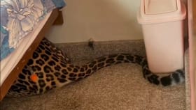 ಮನೆಗೆ ನುಗ್ಗಿ ಮಂಚದ ಕೆಳಗೆ ಅವಿತು ಕುಳಿತ ಚಿರತೆ; ಹೌಹಾರಿದ ಕುಟುಂಬಸ್ಥರು!