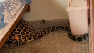 ಮಹಿಳಾ ಮೀಸಲಾತಿ ಮಸೂದೆಗೆ ಬಹುಮತ ಸಿಗದಿದ್ದಕ್ಕೆ ಸಂಸತ್ ಆವರಣದಲ್ಲಿ ಎನ್​ಡಿಎ ನಾಯಕರ ಪ್ರತಿಭಟನೆ