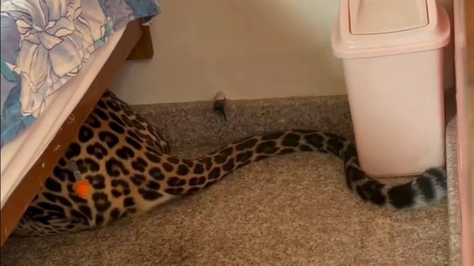 ಮನೆಗೆ ನುಗ್ಗಿ ಮಂಚದ ಕೆಳಗೆ ಅವಿತು ಕುಳಿತ ಚಿರತೆ; ಹೌಹಾರಿದ ಕುಟುಂಬಸ್ಥರು!