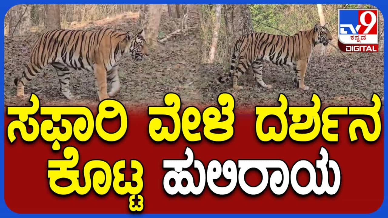 ಮೈಸೂರು: ಸಫಾರಿ ವೇಳೆ ರಸ್ತೆಗೆ ಬಂದ ಹುಲಿ ವಾಹನಗಳ ಮಧ್ಯೆಯೇ ರಸ್ತೆ ದಾಟಿದ ಅಪರೂಪದ ವಿಡಿಯೋ ಪ್ರವಾಸಿಗರ ಕ್ಯಾಮರಾದಲ್ಲಿ ಸೆರೆ ಮೈಸೂರು: ಸಫಾರಿ ವೇಳೆ ರಸ್ತೆಗೆ ಬಂದ ಹುಲಿ ವಾಹನಗಳ ಮಧ್ಯೆಯೇ ರಸ್ತೆ ದಾಟಿದ ಅಪರೂಪದ ವಿಡಿಯೋ ಪ್ರವಾಸಿಗರ ಕ್ಯಾಮರಾದಲ್ಲಿ ಸೆರೆ