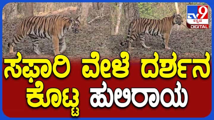 ಮೈಸೂರು: ಸಫಾರಿ ವೇಳೆ ರಸ್ತೆಗೆ ಬಂದ ಹುಲಿ ವಾಹನಗಳ ಮಧ್ಯೆಯೇ ರಸ್ತೆ ದಾಟಿದ ಅಪರೂಪದ ವಿಡಿಯೋ ಪ್ರವಾಸಿಗರ ಕ್ಯಾಮರಾದಲ್ಲಿ ಸೆರೆ ಮೈಸೂರು: ಸಫಾರಿ ವೇಳೆ ರಸ್ತೆಗೆ ಬಂದ ಹುಲಿ ವಾಹನಗಳ ಮಧ್ಯೆಯೇ ರಸ್ತೆ ದಾಟಿದ ಅಪರೂಪದ ವಿಡಿಯೋ ಪ್ರವಾಸಿಗರ ಕ್ಯಾಮರಾದಲ್ಲಿ ಸೆರೆ